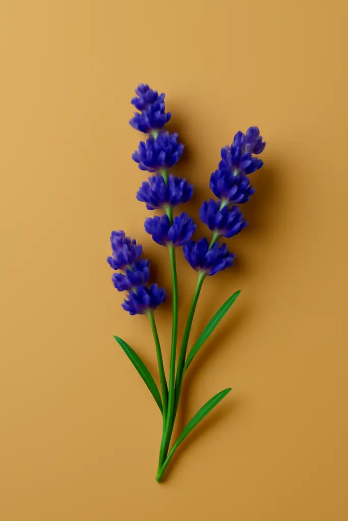Lavender – Relax and Recharge